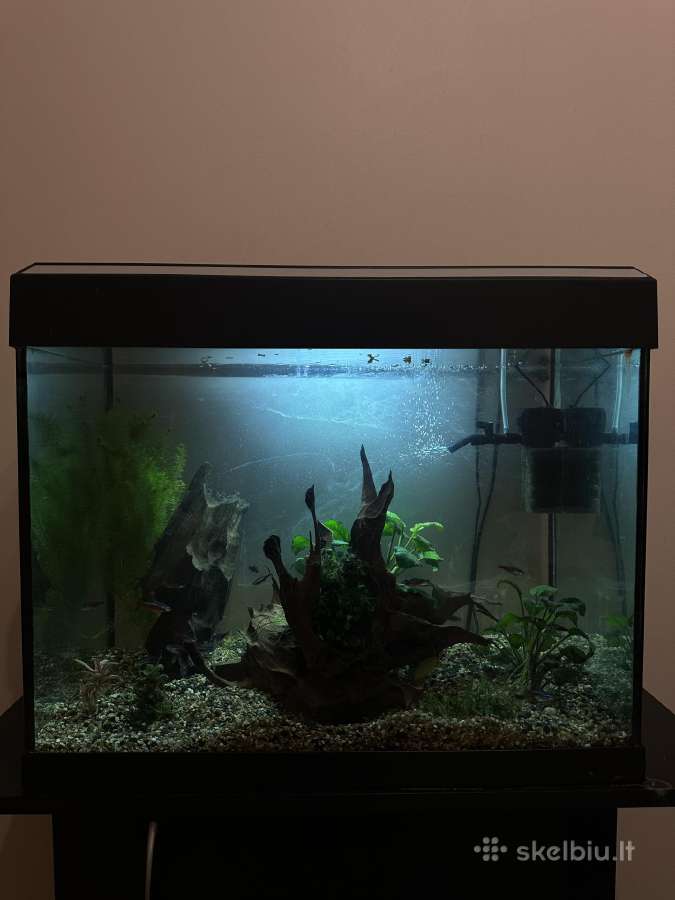 Akvariumas su spintele - nuotraukos Nr. 2