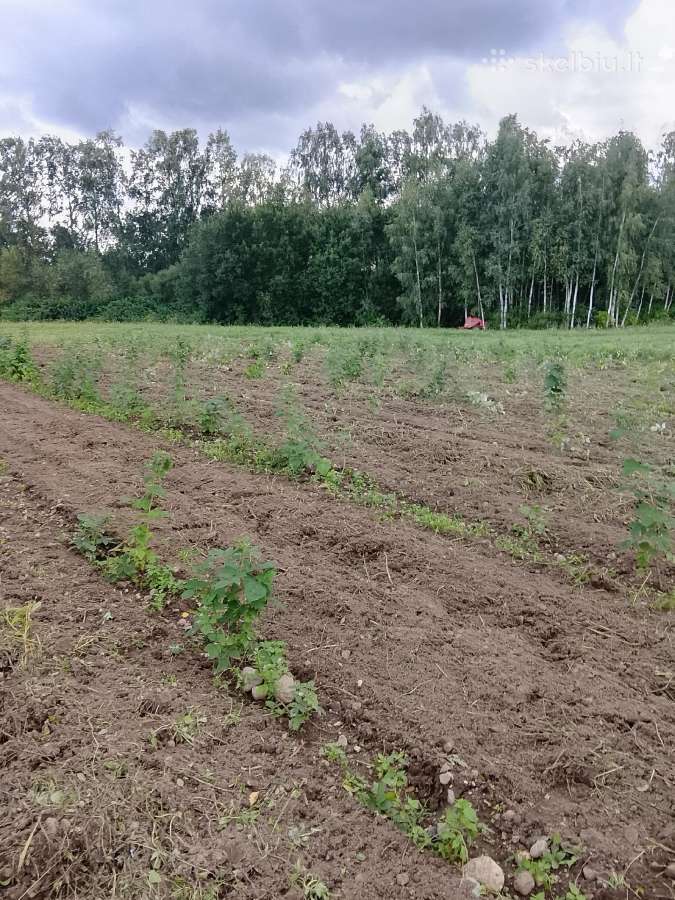 Pirksiu aviečiu sodinukus - nuotraukos Nr. 2