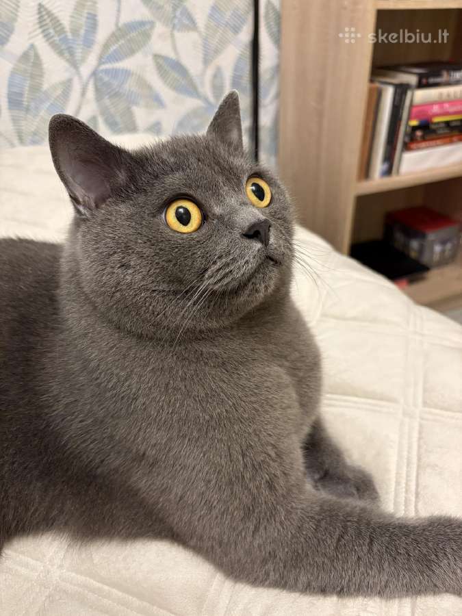 Royal Canin Annalergenic cat - nuotraukos Nr. 5