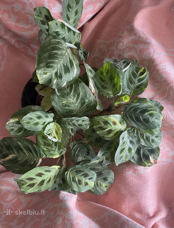 Maranta Beauty Kim - nuotraukos Nr. 3
