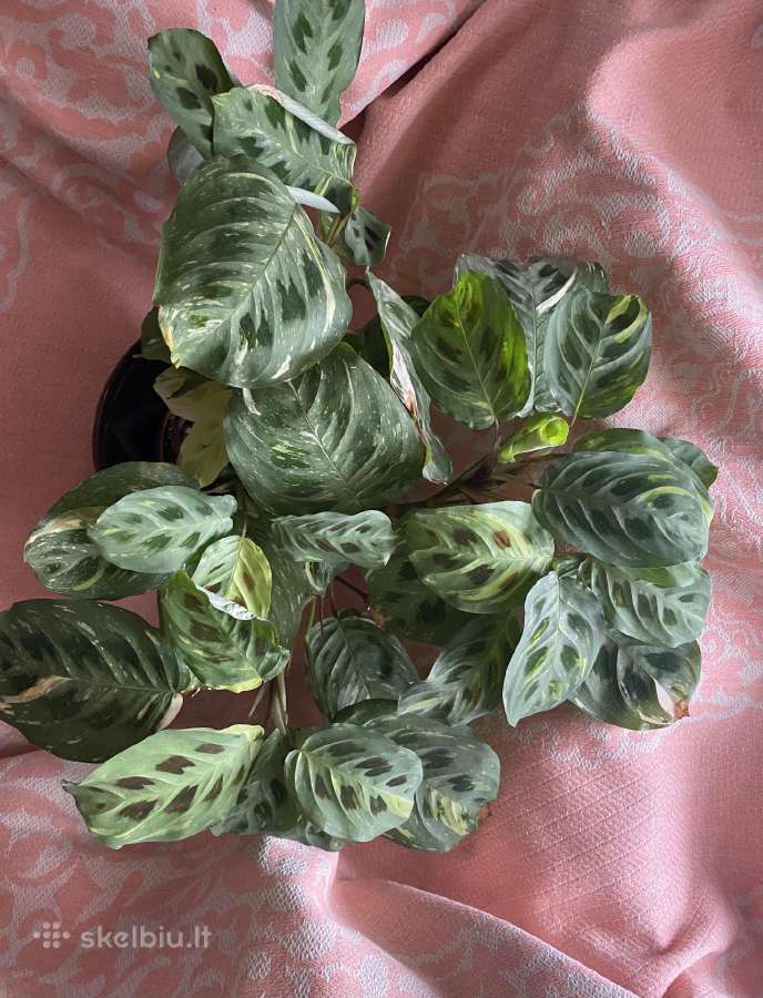 Maranta - nuotraukos Nr. 2