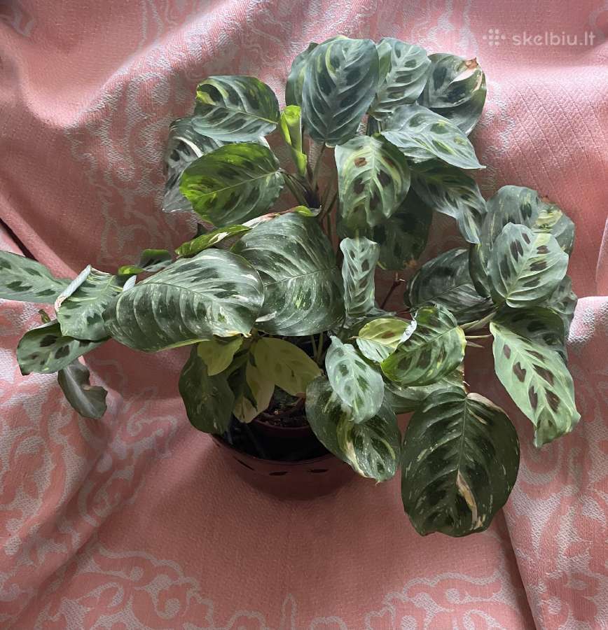 Maranta - nuotraukos Nr. 3