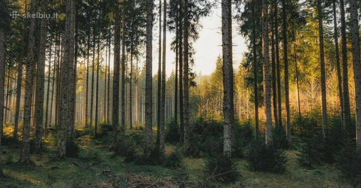 Perkame mišką išsikirtimui visoje Lietuvoje - nuotraukos Nr. 2