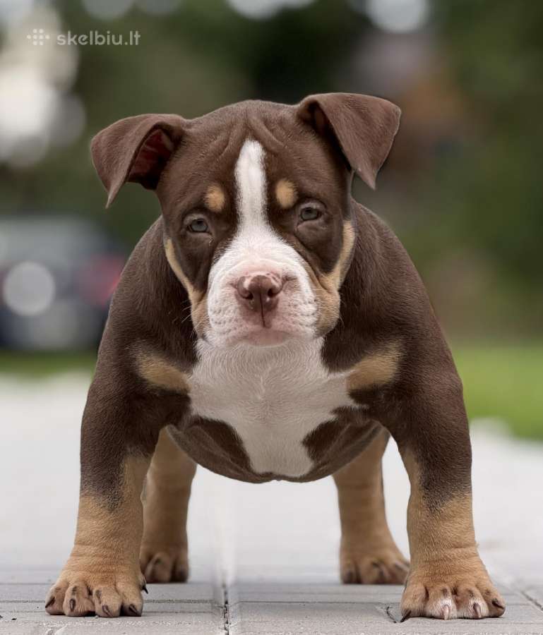 American Bully Pocket - nuotraukos Nr. 8
