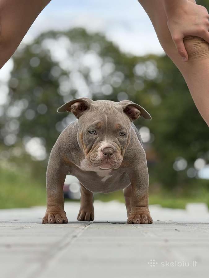 American Bully Pocket - nuotraukos Nr. 4