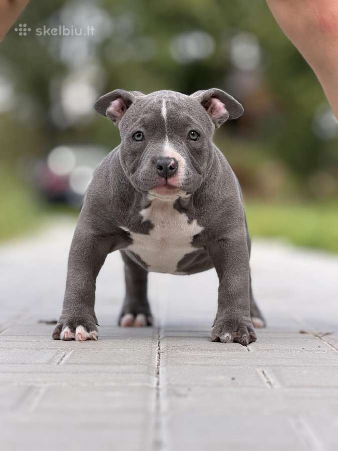 American Bully Pocket - nuotraukos Nr. 5
