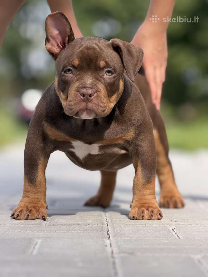 American Bully Pocket - nuotraukos Nr. 2