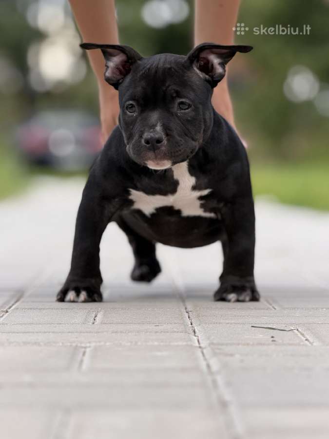 American Bully Pocket - nuotraukos Nr. 6