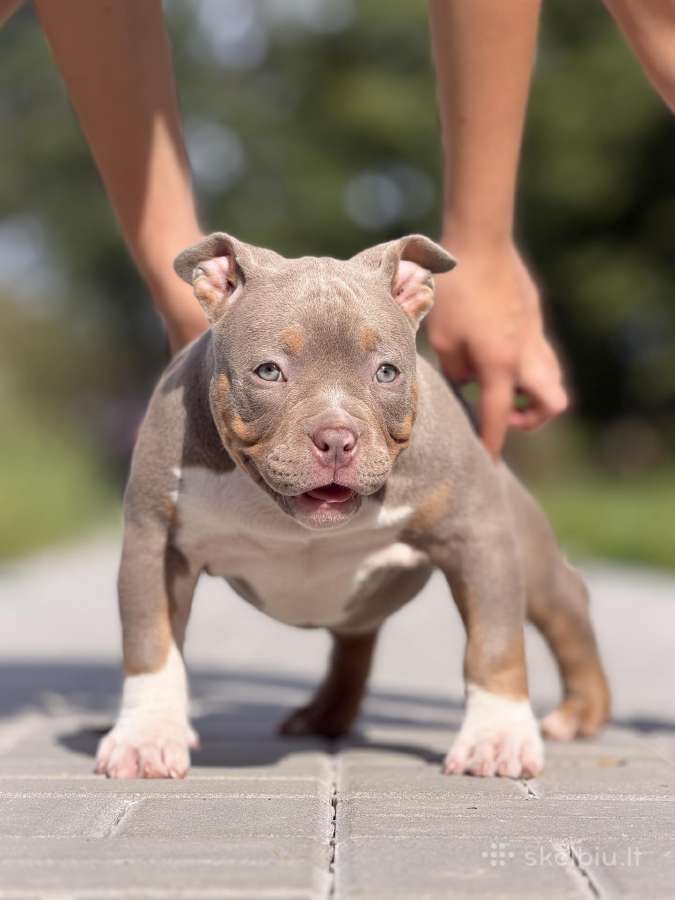 American Bully Pocket - nuotraukos Nr. 3