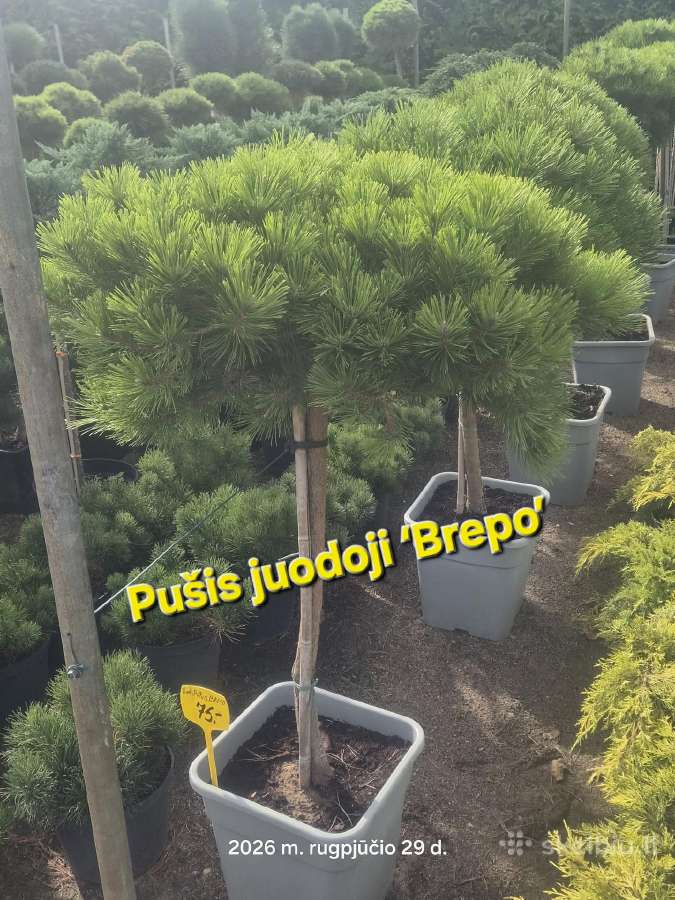 Ruduo – Puikus Metas Sodinti! - nuotraukos Nr. 6