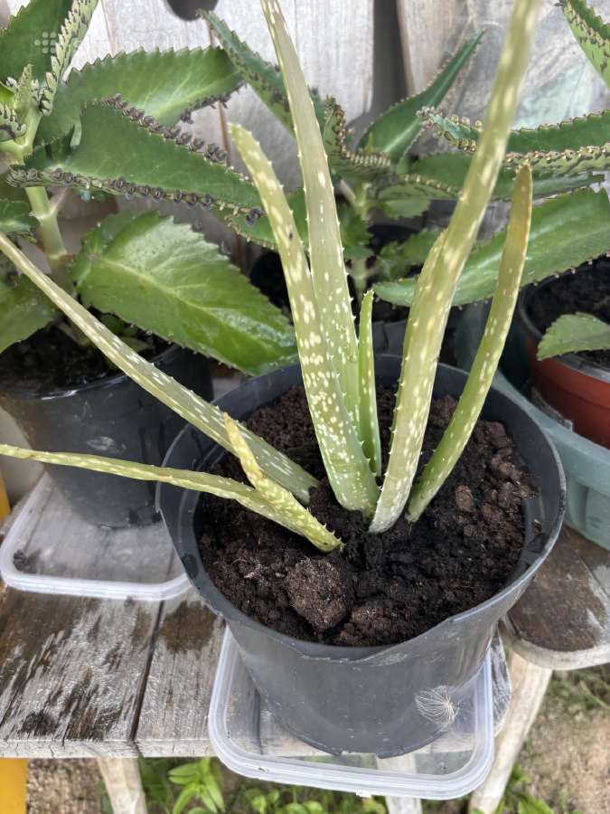 Aloe vera alijošius, alavijas - nuotraukos Nr. 2