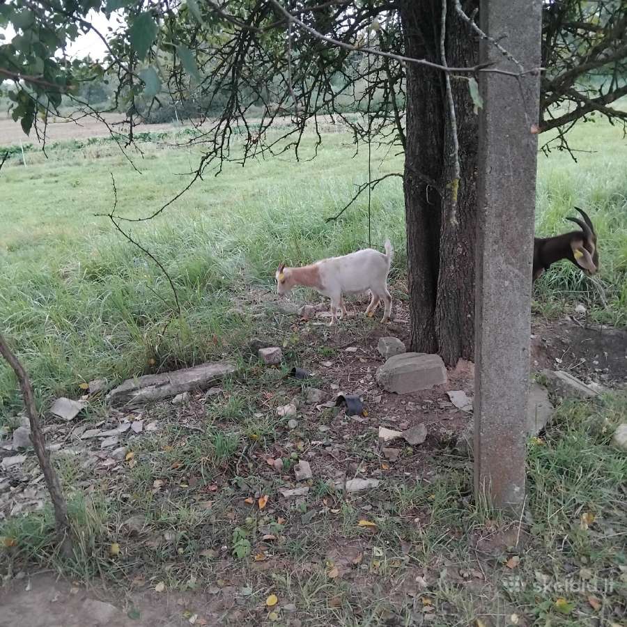 Mini oziukas ir ozkyte - nuotraukos Nr. 2