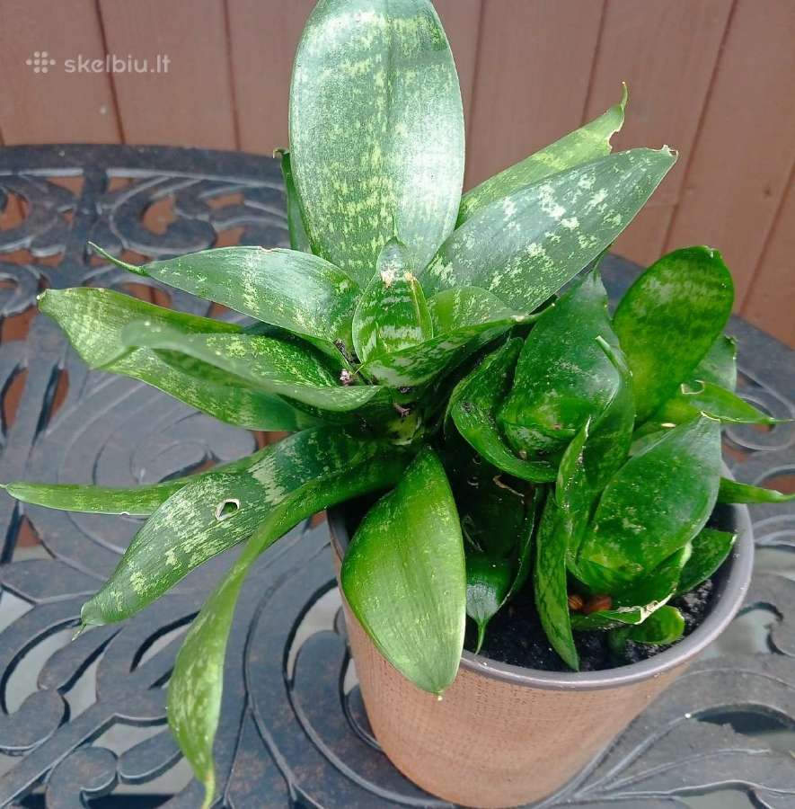 Kambariniai augalai po 3€ - nuotraukos Nr. 3