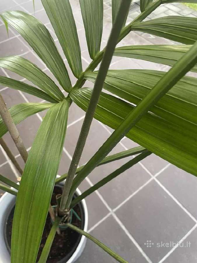 Palmė howea forestiana ( Kantia) - nuotraukos Nr. 2