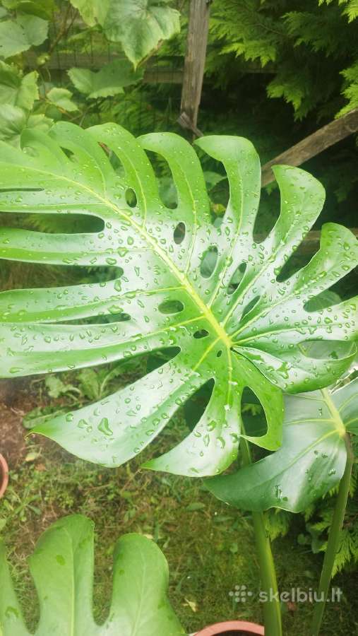 Monstera deliciosa nuostabioji - nuotraukos Nr. 2