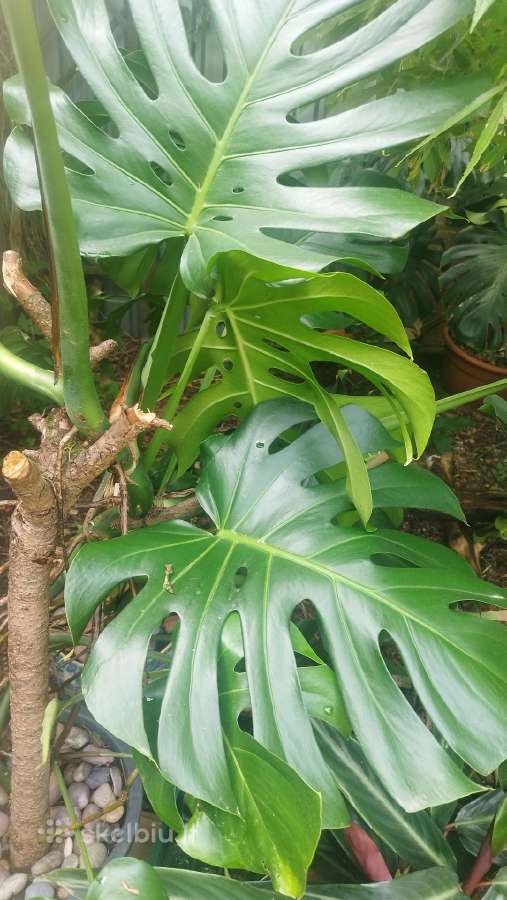 Monstera deliciosa nuostabioji - nuotraukos Nr. 3