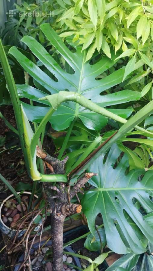 Monstera deliciosa nuostabioji - nuotraukos Nr. 4
