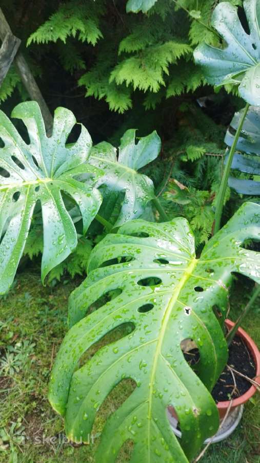 Monstera deliciosa nuostabioji - nuotraukos Nr. 5