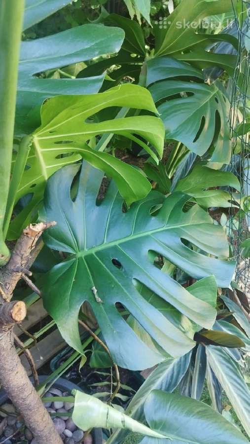 Monstera deliciosa nuostabioji - nuotraukos Nr. 6