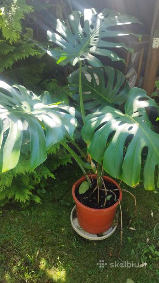 Monstera deliciosa nuostabioji - nuotraukos Nr. 7