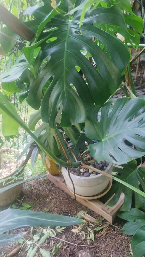 Monstera deliciosa nuostabioji - nuotraukos Nr. 8
