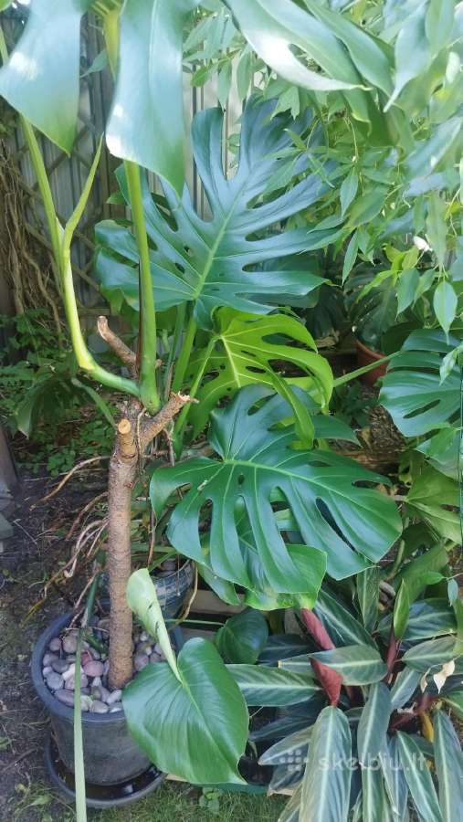 Monstera deliciosa nuostabioji - nuotraukos Nr. 9