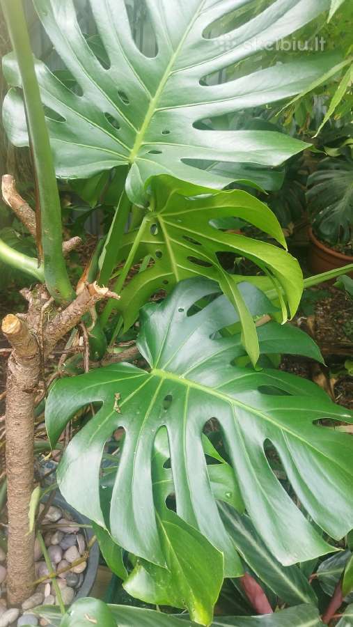 Monstera deliciosa nuostabioji - nuotraukos Nr. 10