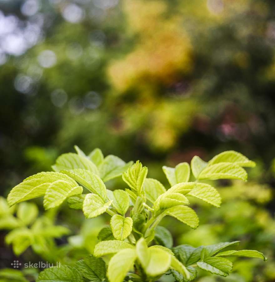 Sony E 16-50mm f/3.5-5.6 Pz Oss - nuotraukos Nr. 11