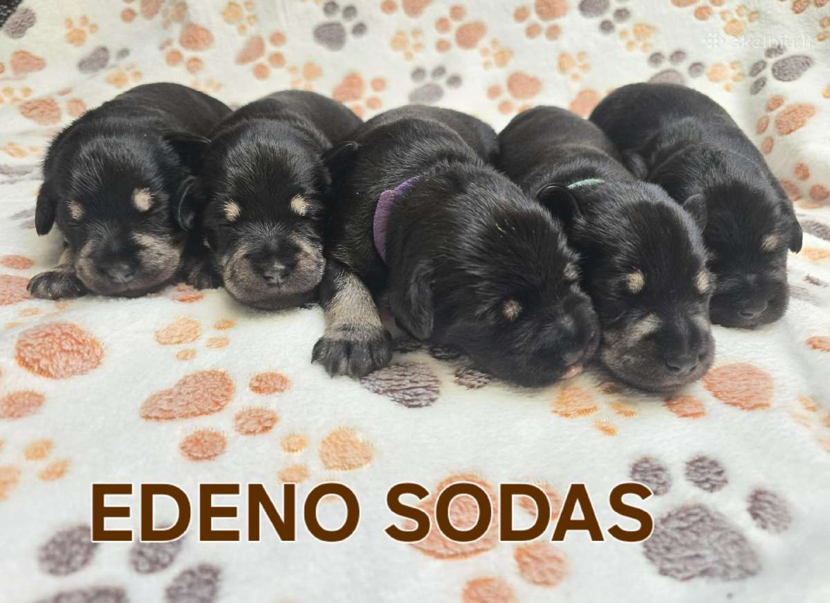 Cvergšnauceriai juodi su įsidabriu - nuotraukos Nr. 6