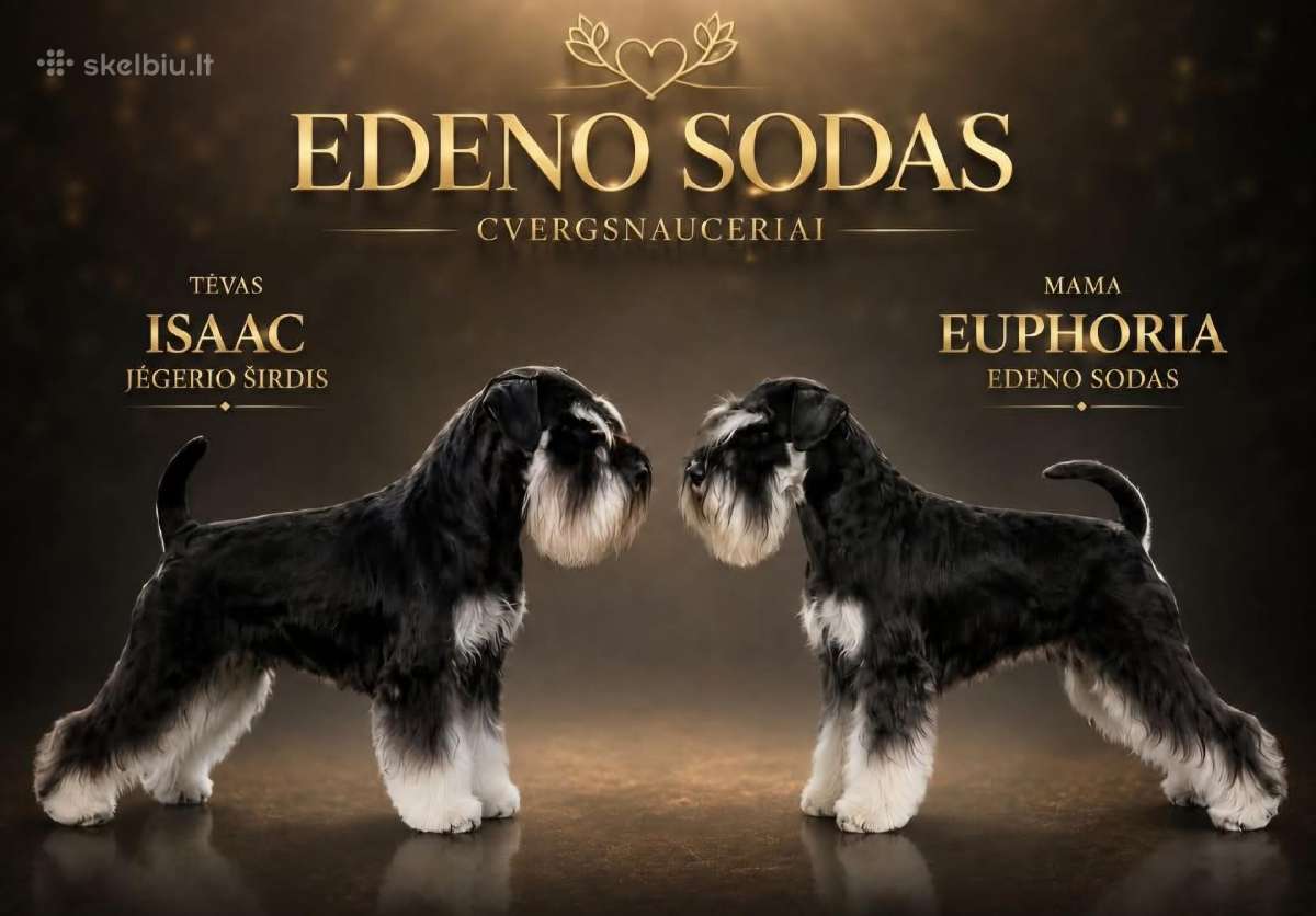 Cvergšnauceriai juodi su įsidabriu - nuotraukos Nr. 7