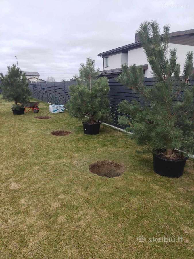 Nuo idėjos iki svajonių kiemo apželdinimo - nuotraukos Nr. 3