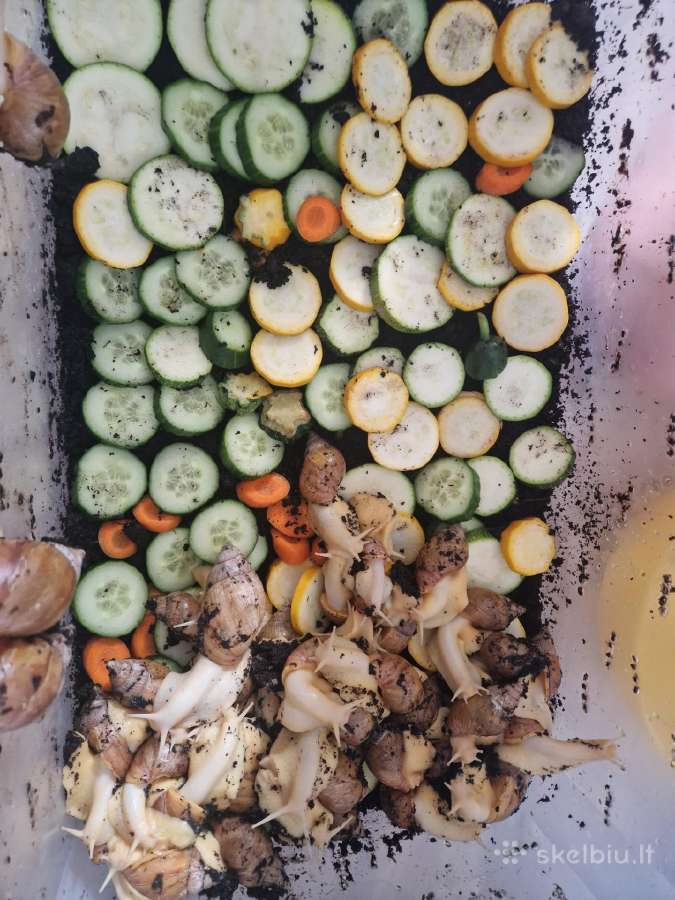 Sraiges afrikietiškos Achatinai - nuotraukos Nr. 2