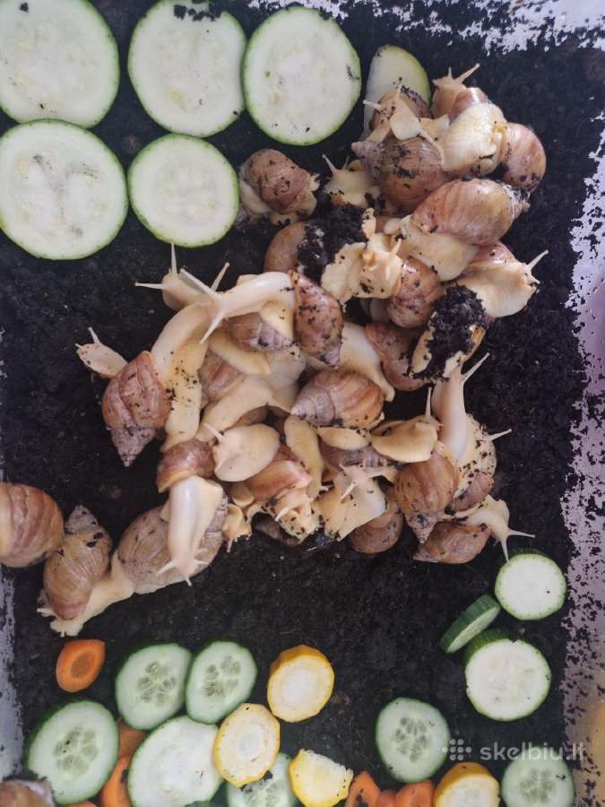 Sraiges afrikietiškos Achatinai - nuotraukos Nr. 3