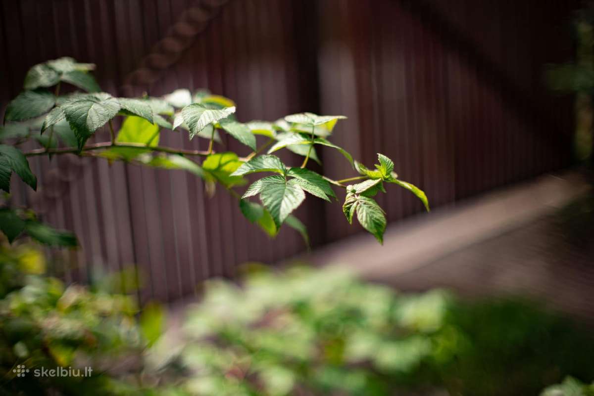 Porst ( Ebc X-fujinon) 50 mm f/1.2 - nuotraukos Nr. 3