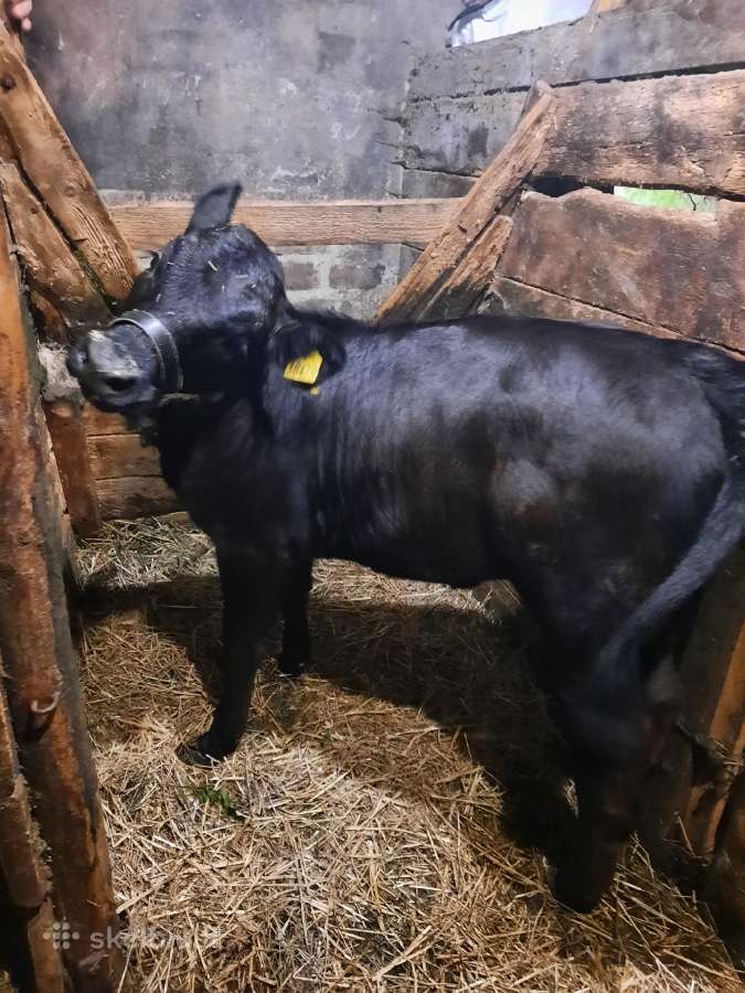 Parduodu - nuotraukos Nr. 3