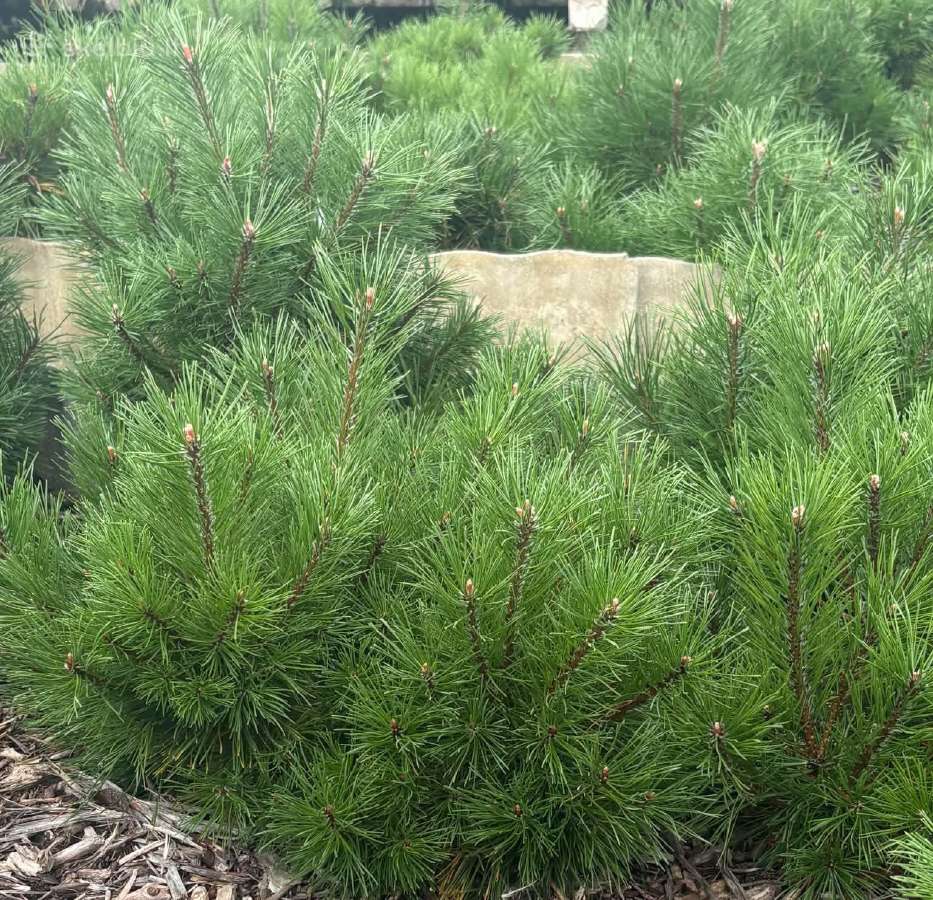Parduodame pušis, ligustrus, liepas - nuotraukos Nr. 3
