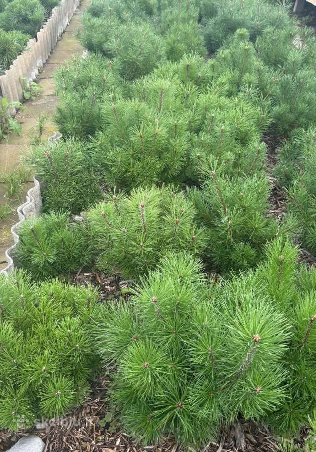 Parduodame pušis, ligustrus, liepas - nuotraukos Nr. 4