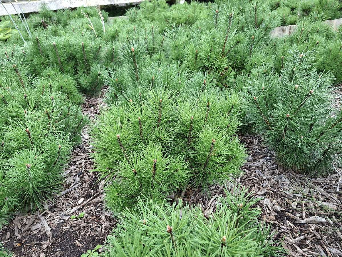Parduodame pušis, ligustrus, liepas - nuotraukos Nr. 5