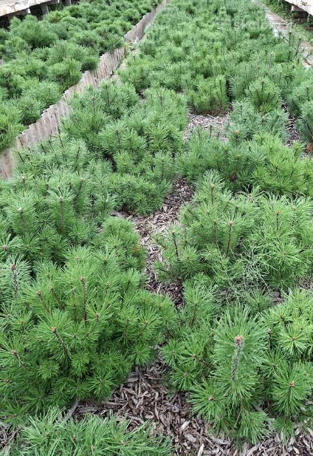 Parduodame pušis, ligustrus, liepas - nuotraukos Nr. 6