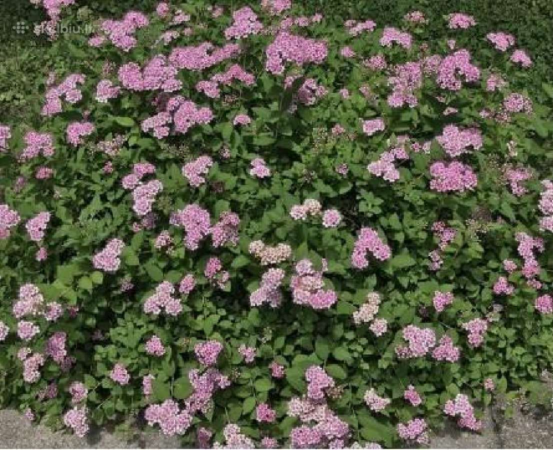 Parduodame pušis, ligustrus, liepas - nuotraukos Nr. 10