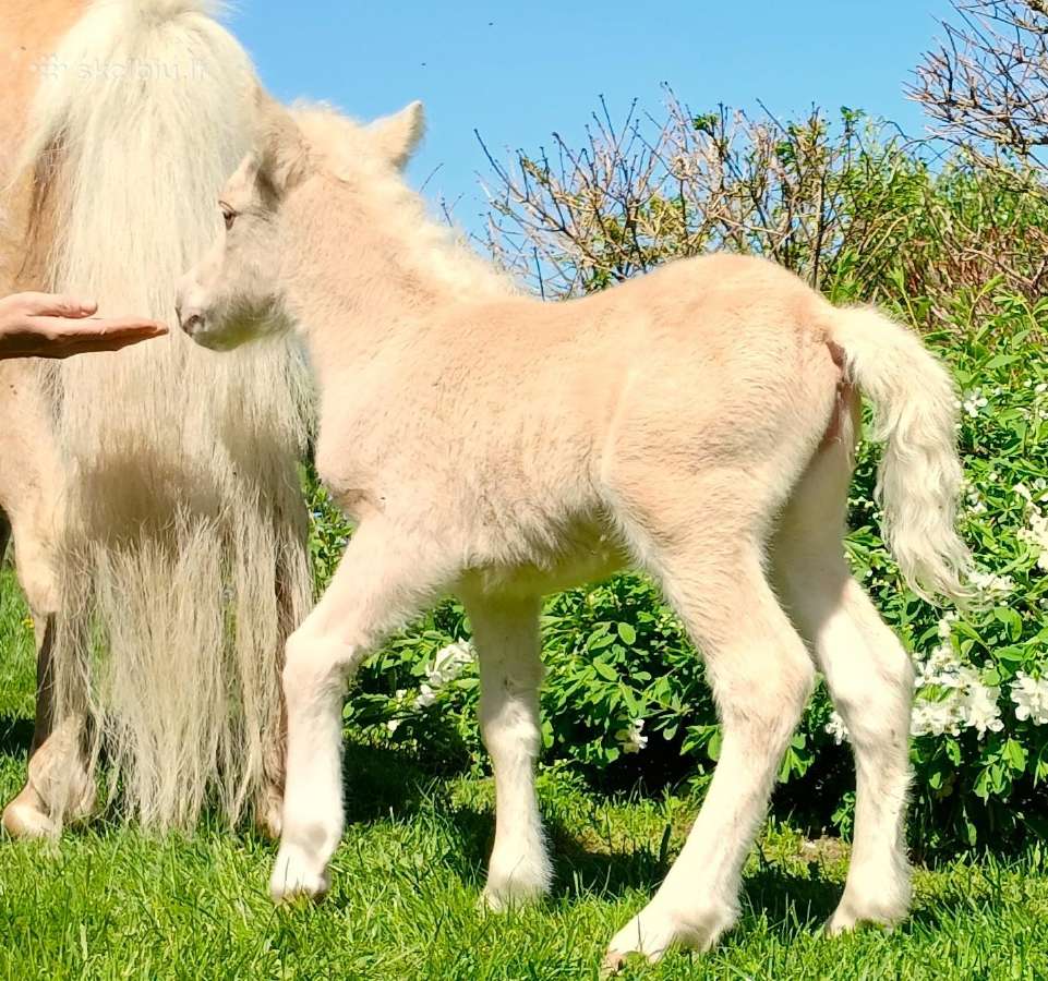2026 m. sezono poni kumelaitė Konfeti Abracadabra - nuotraukos Nr. 8