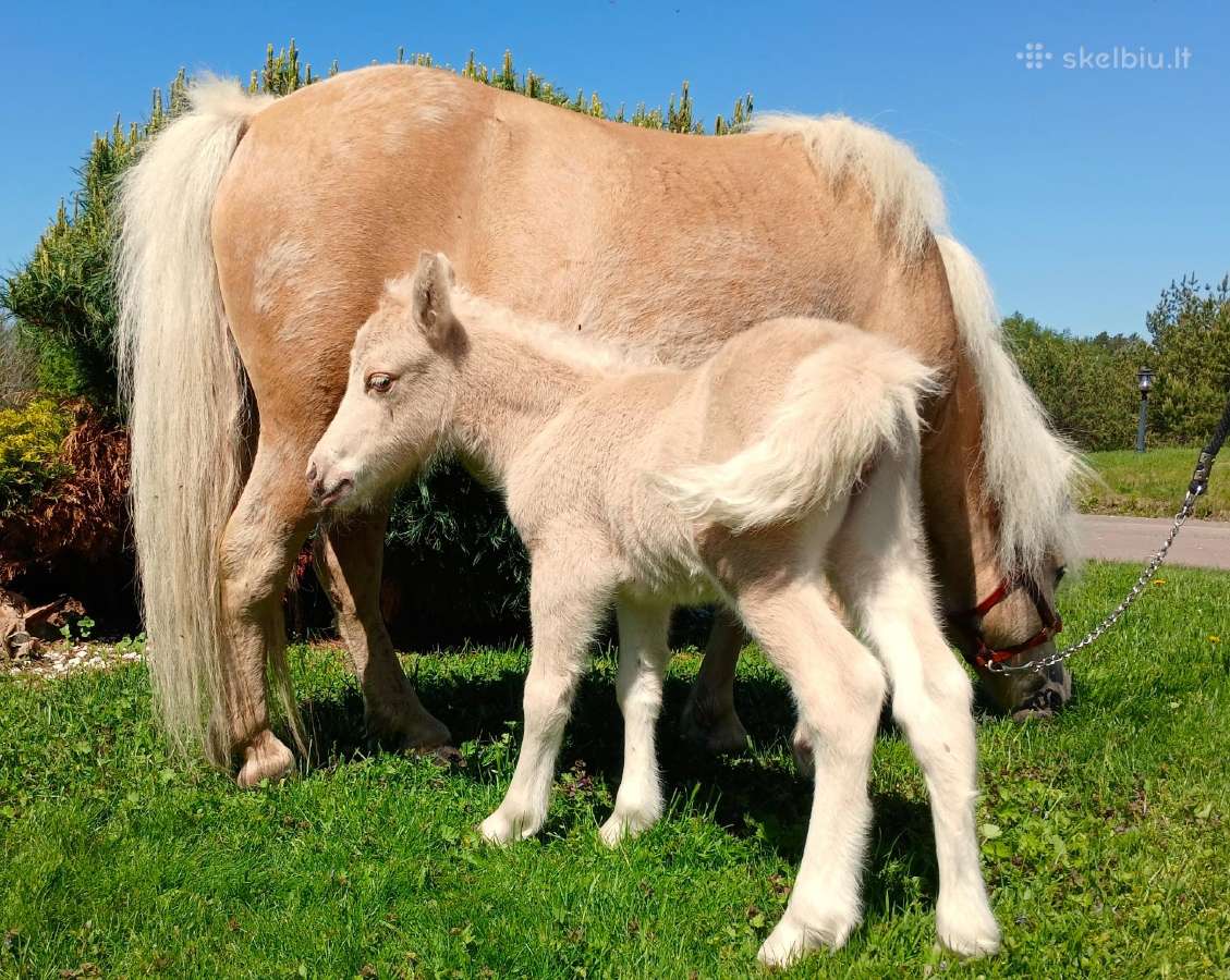 2026 m. sezono poni kumelaitė Konfeti Abracadabra - nuotraukos Nr. 16
