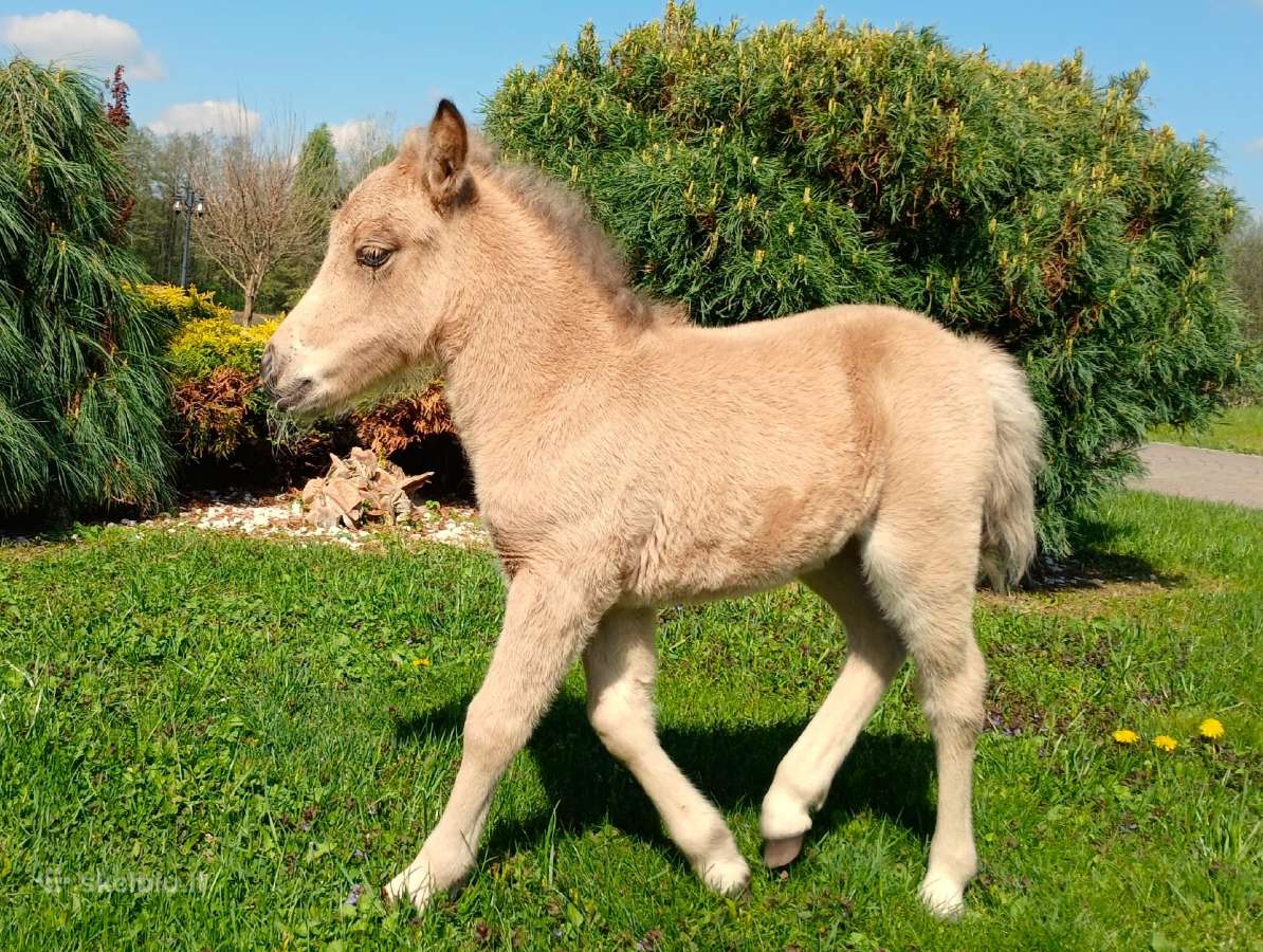 2026 m. sezono poni kumelaitė Konfeti Dolce Vita - nuotraukos Nr. 6