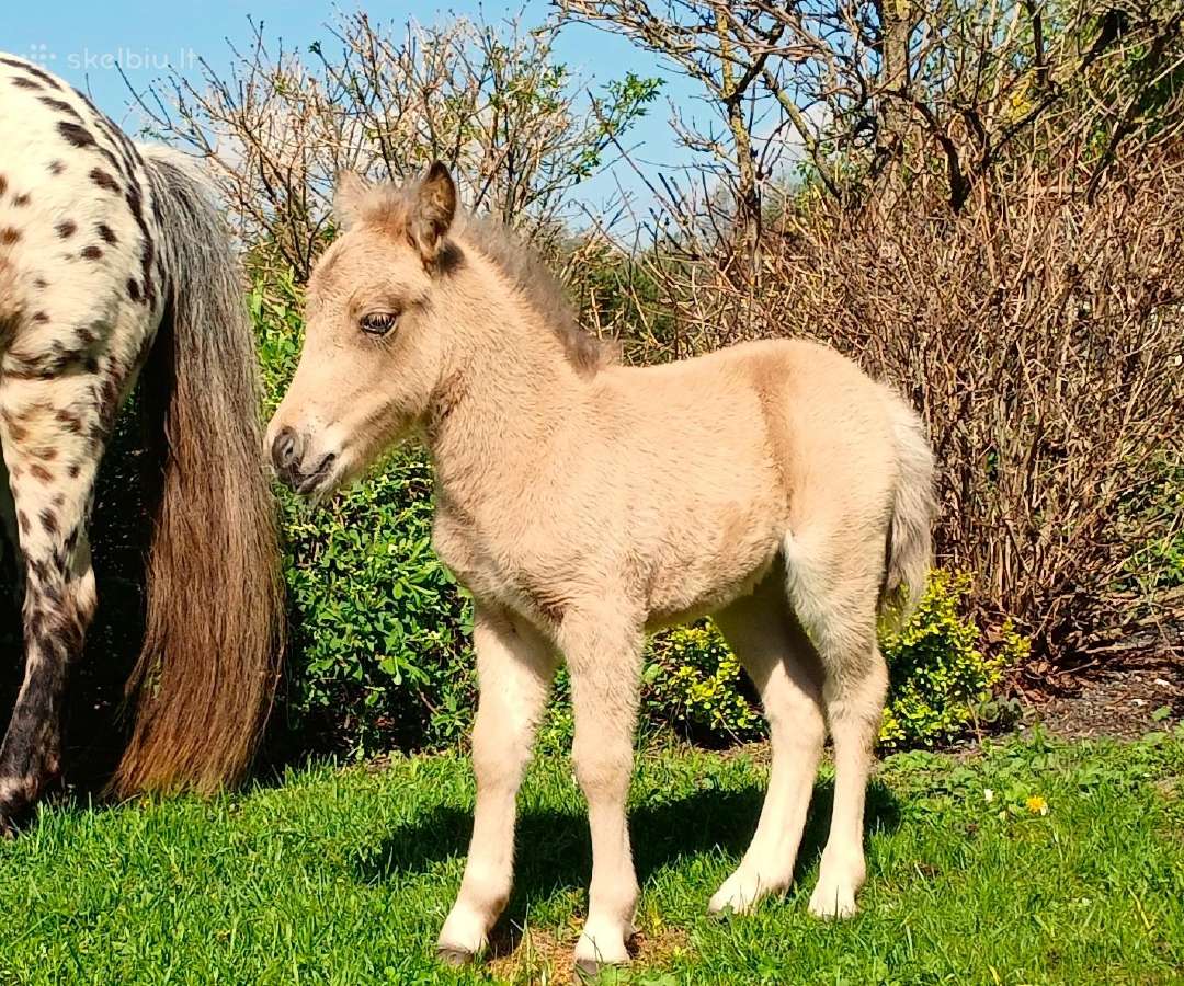 2026 m. sezono poni kumelaitė Konfeti Dolce Vita - nuotraukos Nr. 7