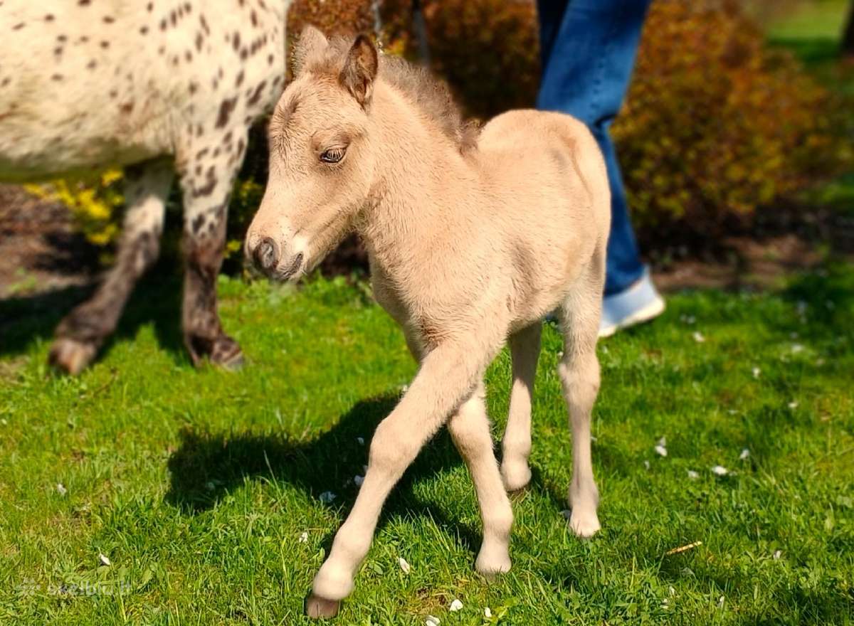 2026 m. sezono poni kumelaitė Konfeti Dolce Vita - nuotraukos Nr. 8