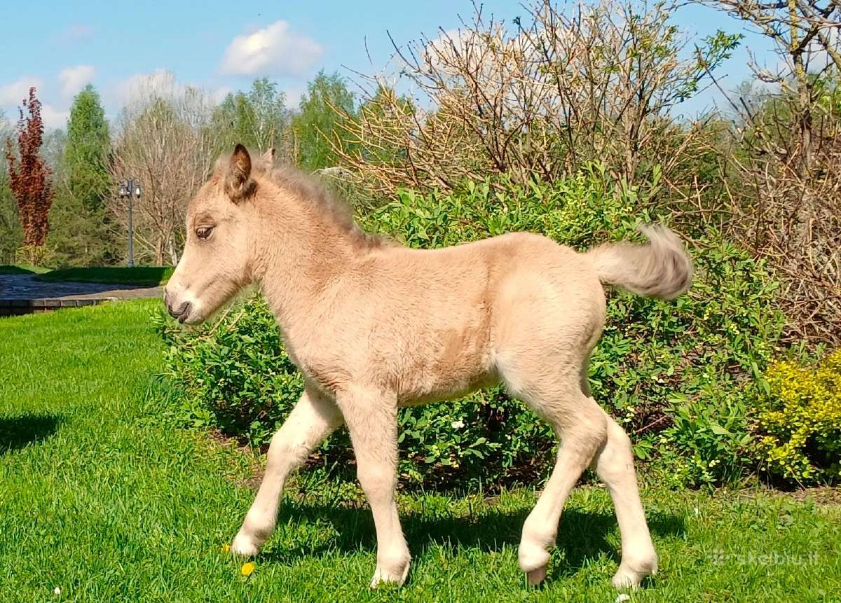 2026 m. sezono poni kumelaitė Konfeti Dolce Vita - nuotraukos Nr. 9