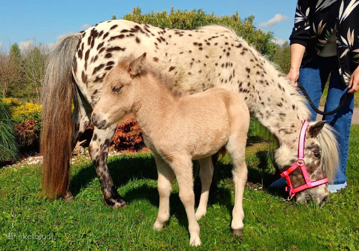 2026 m. sezono poni kumelaitė Konfeti Dolce Vita - nuotraukos Nr. 10