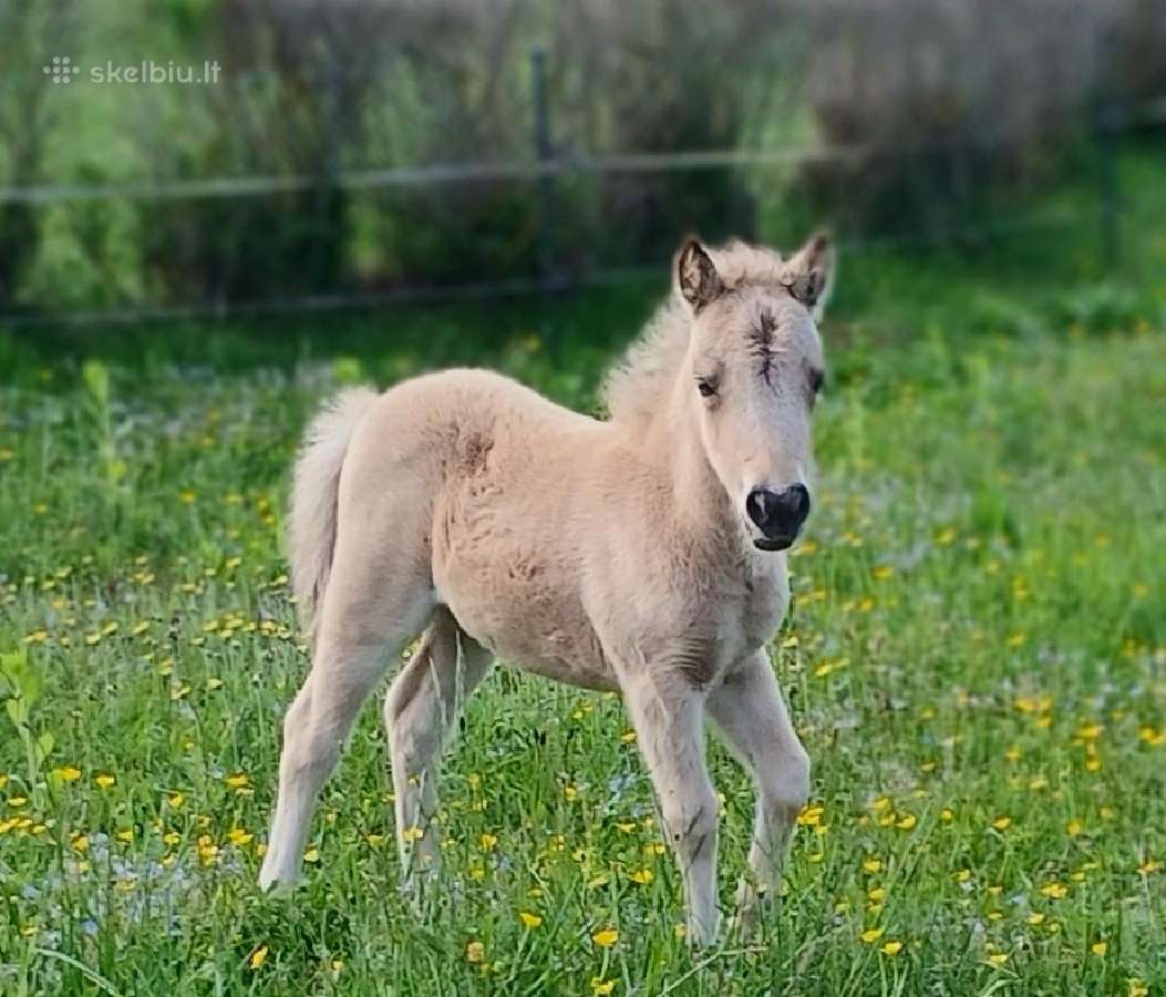 2026 m. sezono poni kumelaitė Konfeti Dolce Vita - nuotraukos Nr. 12