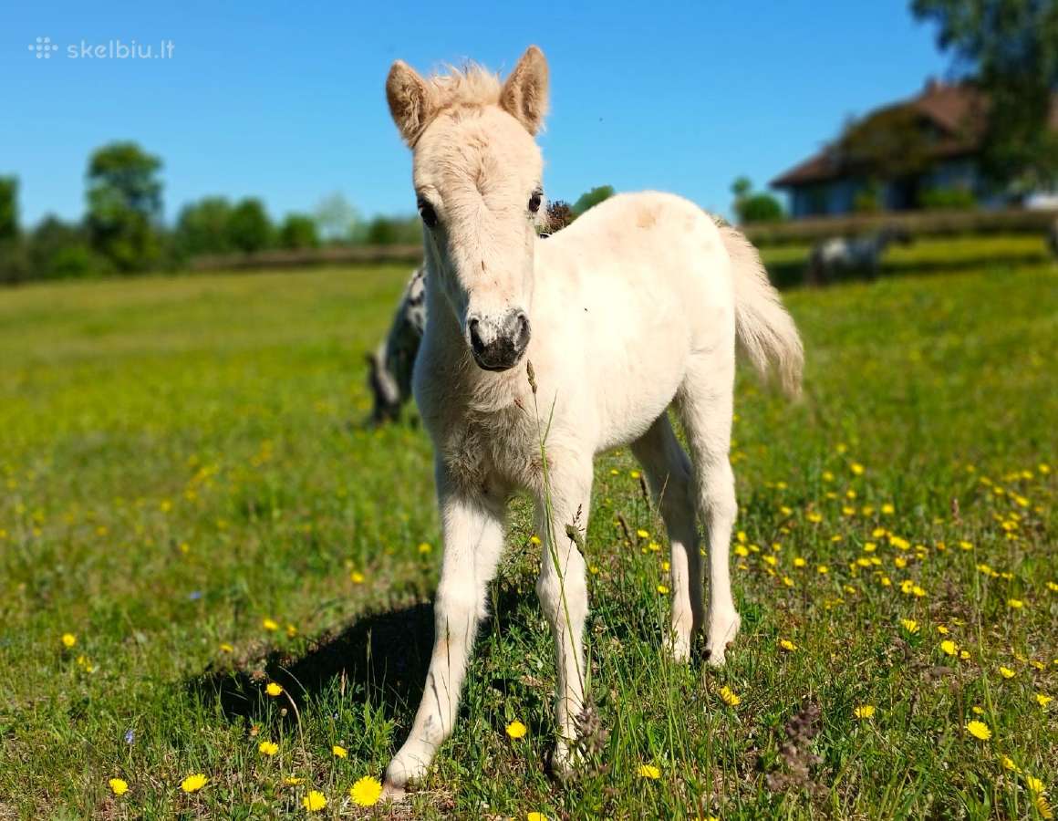 2026 m. sezono poni kumelaitė Konfeti Dolce Vita - nuotraukos Nr. 13