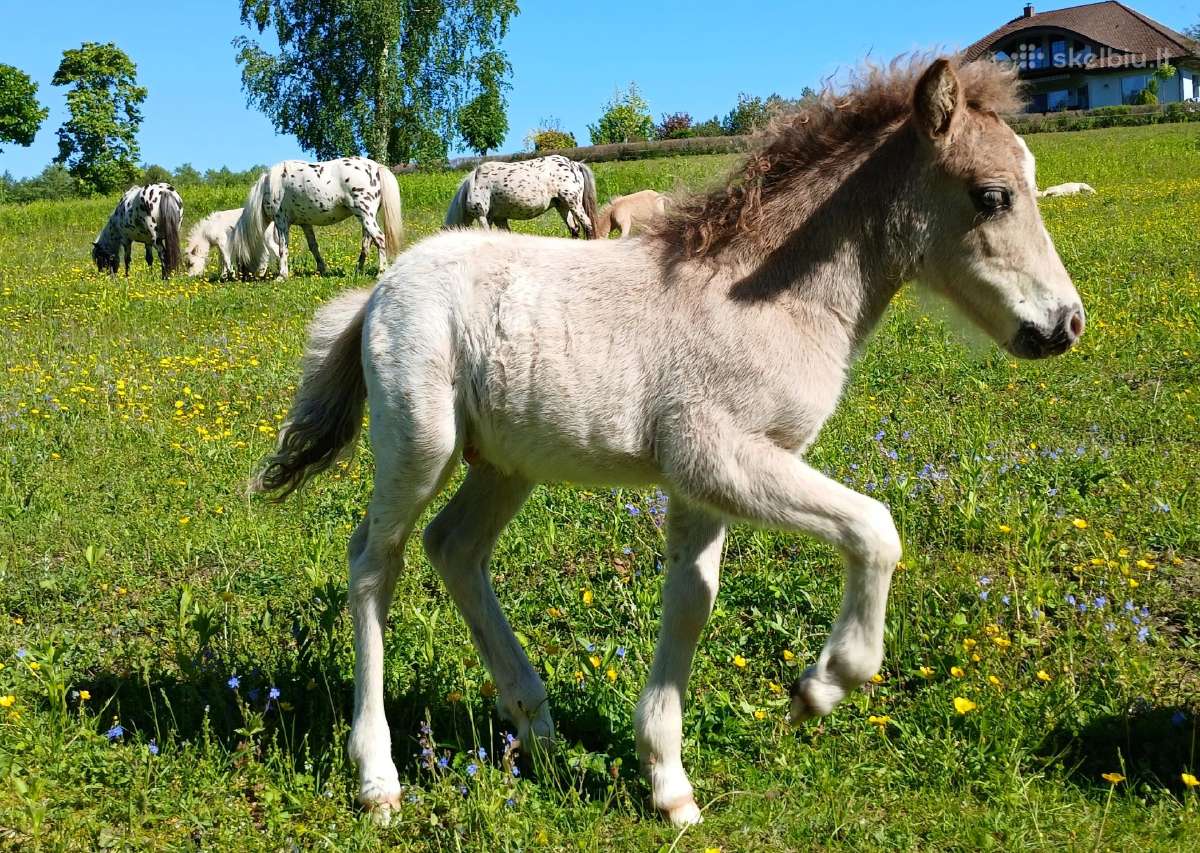 2026 m. sezono eržiliukas Konfeti Moonlight - nuotraukos Nr. 13